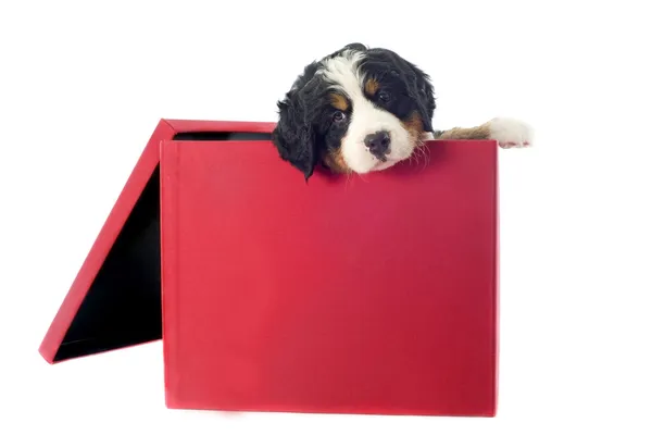 Щенок бернезийский горный пёс в коробке — стоковое фото