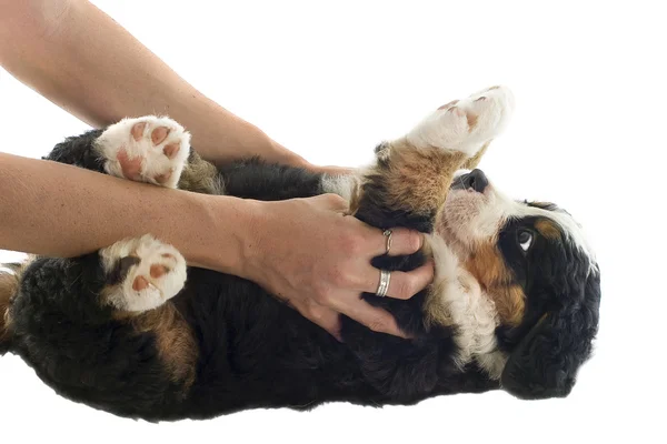 Cachorro bernese moutain dog — Foto de Stock