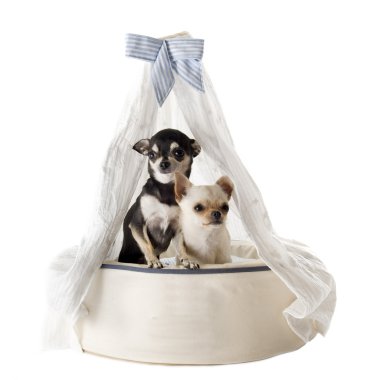Chihuahua köpek yatak