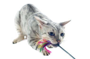 Bengal kedisi oynama