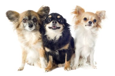 Chihuahuas