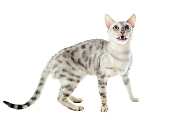 Kot bengalski — Zdjęcie stockowe