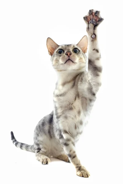 Jugar gato de bengala —  Fotos de Stock
