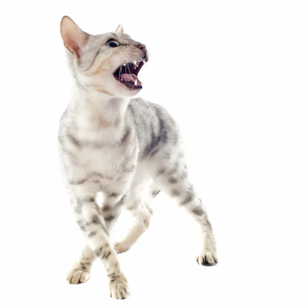 Aggressive bengal cat — Stock Photo, Image