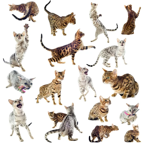 Koty bengalskie — Zdjęcie stockowe