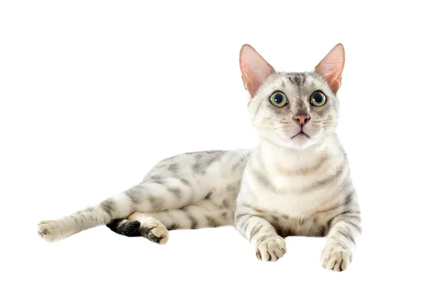 Bengalische Katze — Stockfoto