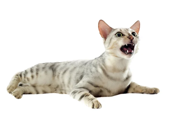Aggressive bengal cat — Stock Photo, Image