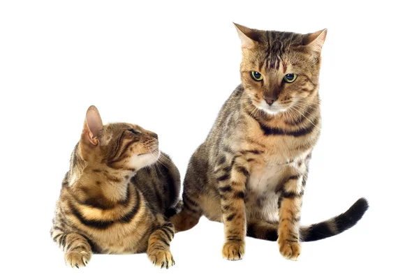 Bengal cats — Stock Photo, Image