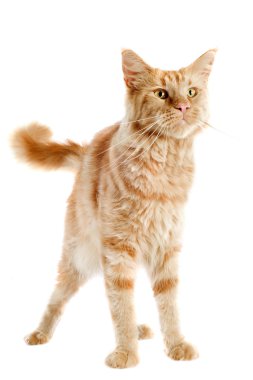 zencefil maine coon kedi