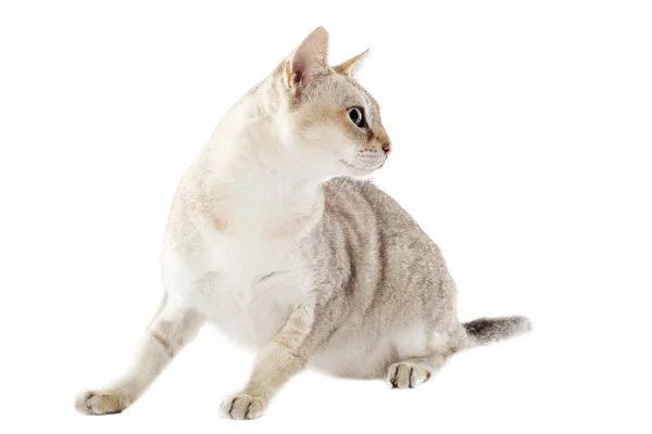 シンガプーラ猫 — ストック写真