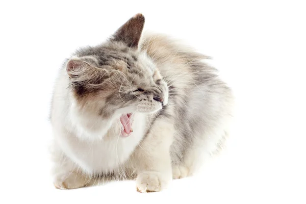 Agresywny kot maine coon — Zdjęcie stockowe