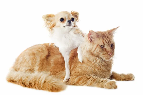 Maine Coon Katze und Chihuahua — Stockfoto