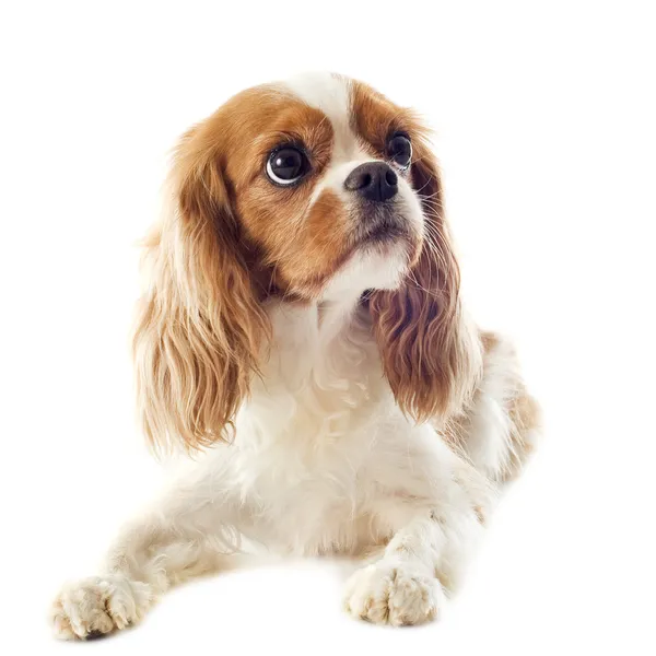 Cavalier King Charles — Φωτογραφία Αρχείου