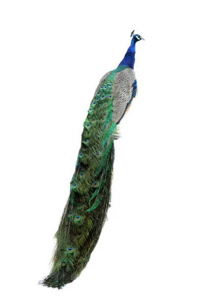 Peacock — Stock Photo, Image