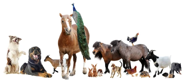 Farm animals — Stock Photo, Image