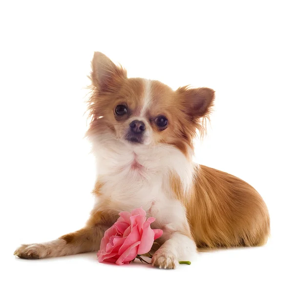 Chihuahua and flower — Stock Photo, Image