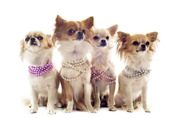 Chihuahuas mit Perlenkette — Stockfoto