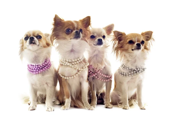 Chihuahua con collar de perlas — Stockfoto