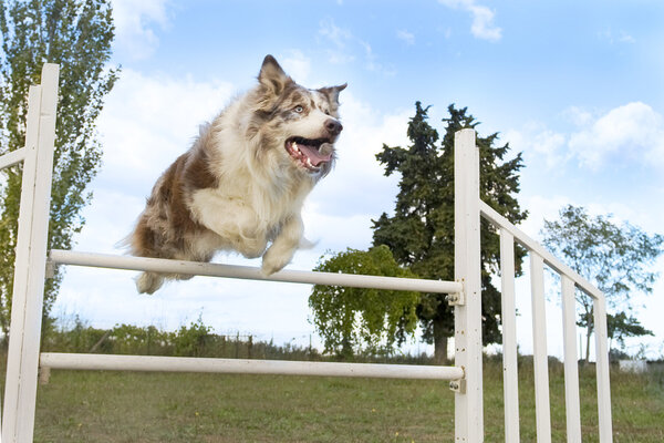 Jumping border collie