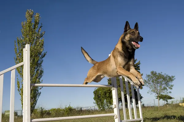 Skákání malinois — Stock fotografie