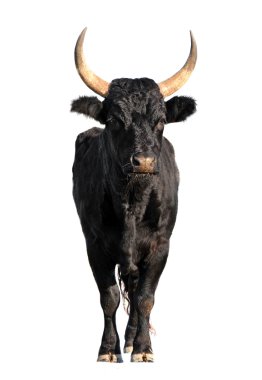 Camargue bull clipart