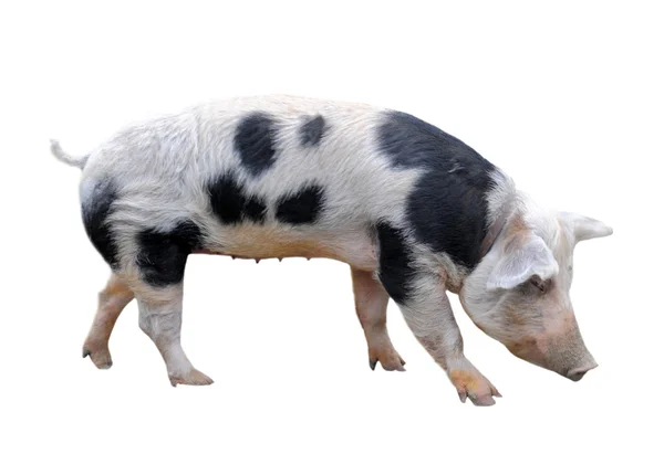 圣米歇尔山猪 — 图库照片