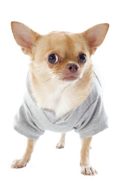 giyinik chihuahua