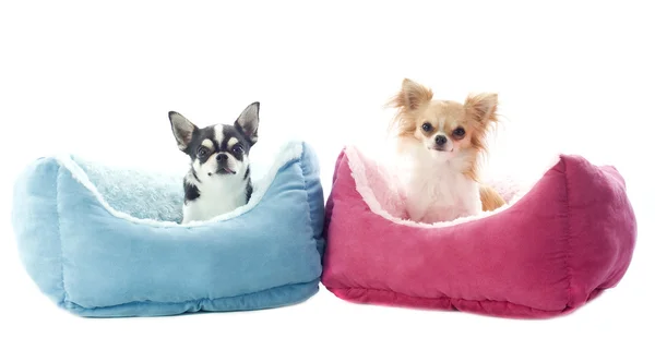 Chihuahuas und Hundebett — Stockfoto
