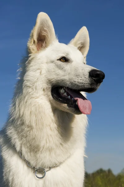 Swiss shepherd — Stock Photo, Image