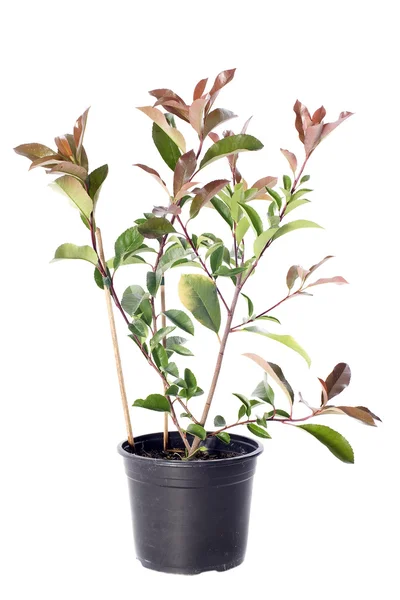 Japanese photinia — Stock Photo, Image