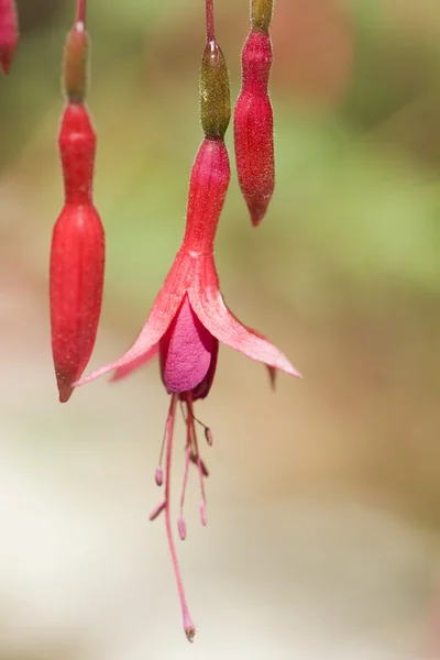 Fuchsia magellanica — Stockfoto