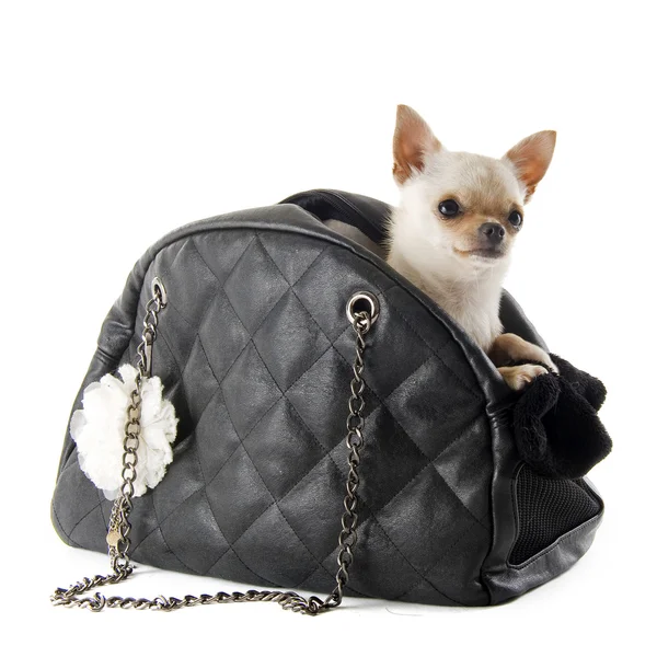 Travel bag and chihuahua — Stock Photo, Image