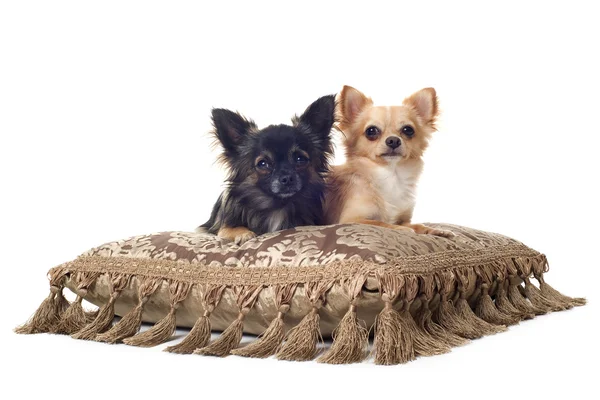 Two chihuahuas — Stock Photo, Image