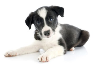 köpek yavrusu kenar kömür ocağı