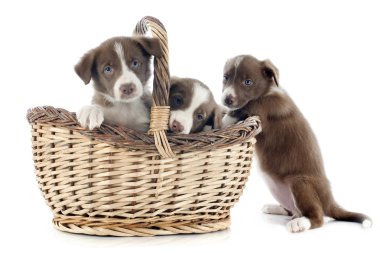 kukla sınır collies