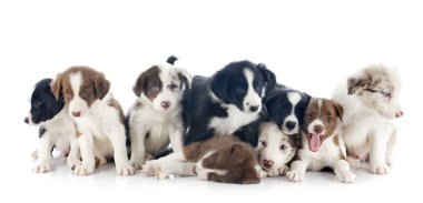kukla sınır collies