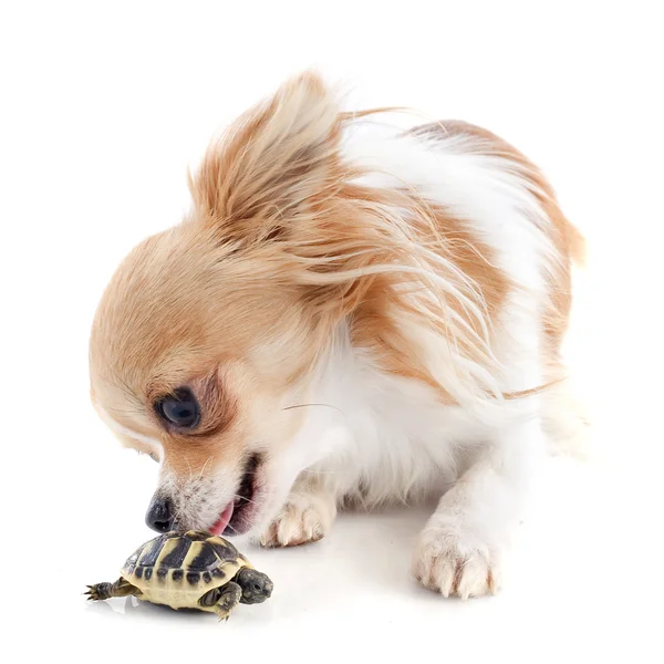 Junge Schildkröte und Chihuahua — Stockfoto