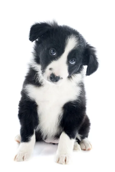 Szczeniak rasy border collie — Zdjęcie stockowe