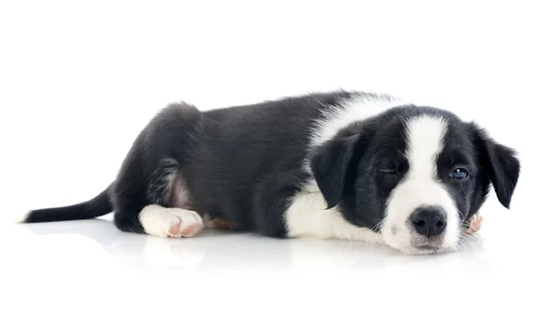 Wink of puppy border collie — Stock Photo, Image