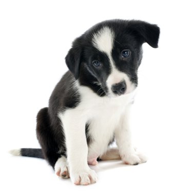 köpek yavrusu kenar kömür ocağı