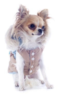 giyinik chihuahua