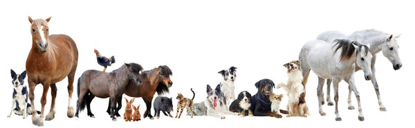 Groupe d'animaux — Photo
