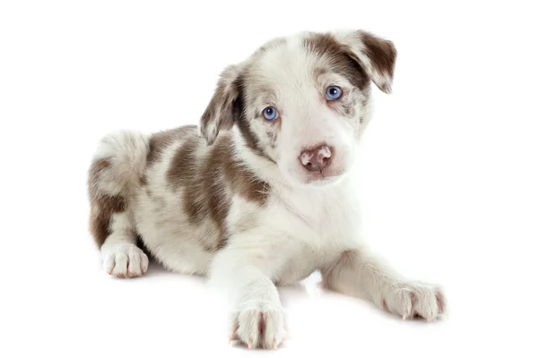 Collie bordo cucciolo — Foto Stock