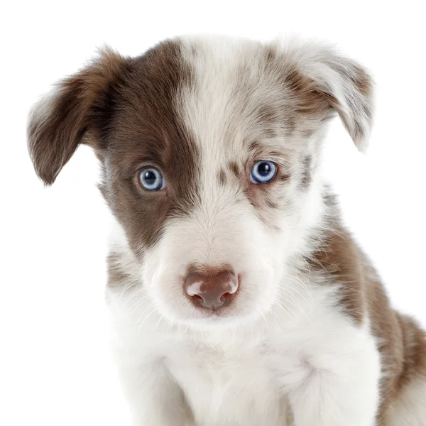 Welpen Border Collie — Stockfoto