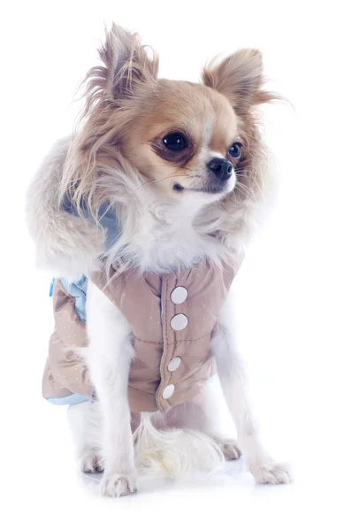 Chihuahua vestita — Foto Stock