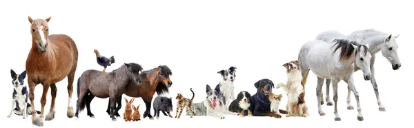 Gruppo di animali Immagine Stock