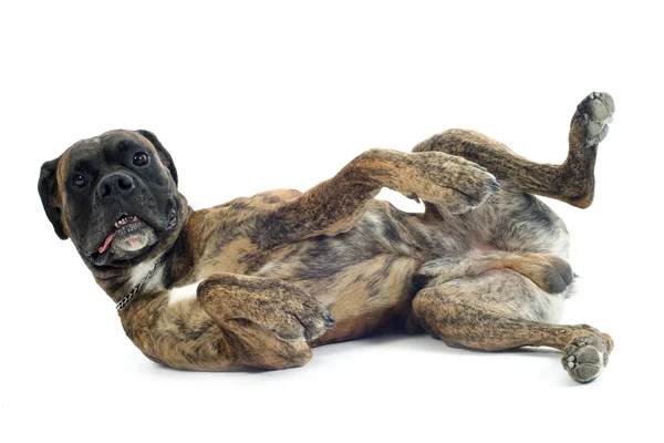 Boxer na zadní straně — Stock fotografie