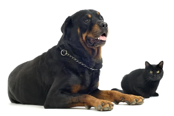Rottweiler and cat — Stock Photo, Image