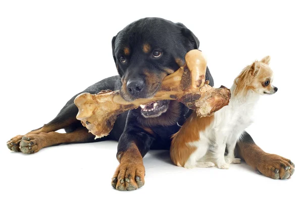 Rottweiler, chihuahua e osso — Fotografia de Stock