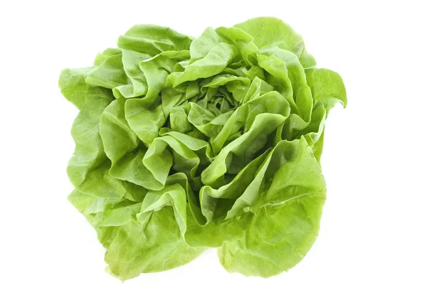 Kopfsalat — Stockfoto